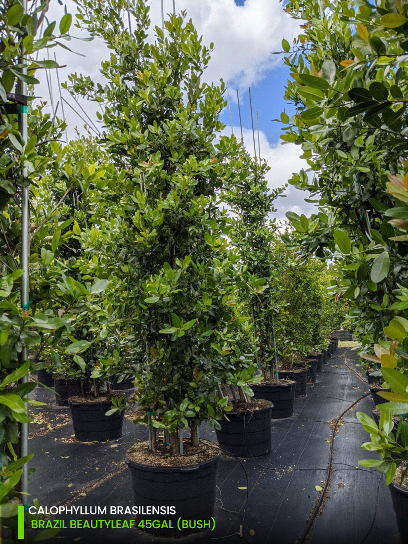 windbreak tree 45 Gal - Calophyllum Brasilensis - Brazil Beauty Leaf - Bush