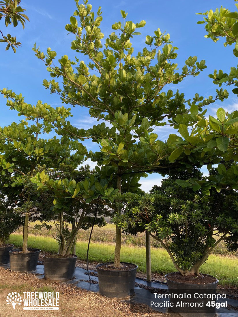 45 Gal - Terminalia Catappa - Pacific Almond, Tropical Almond