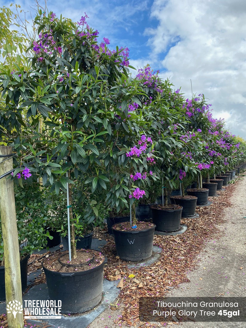 Tibouchina Granulosa - purple glory tree for sale South Florida