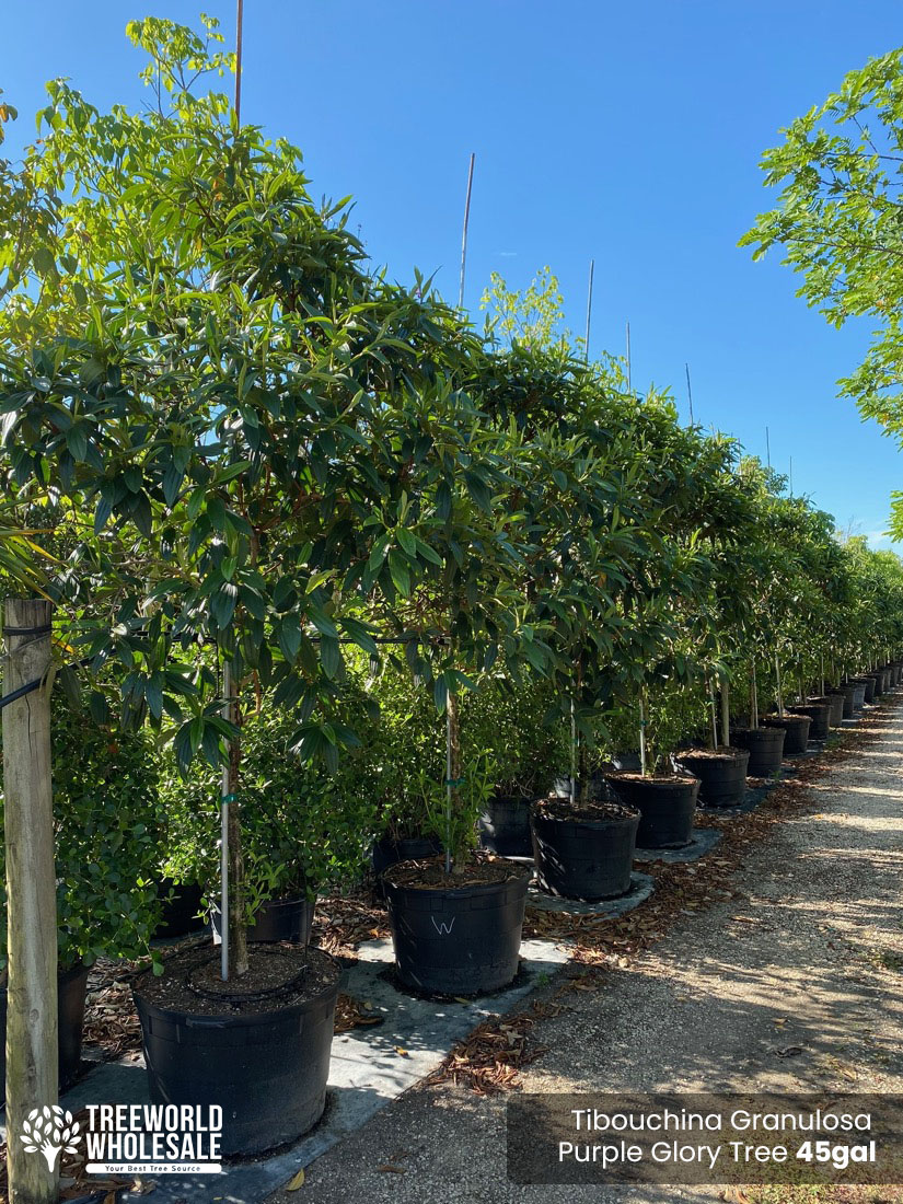 Tibouchina Granulosa - purple glory tree for sale South Florida