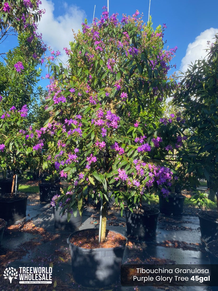 45 Gal - Tibouchina Granulosa - Purple Glory