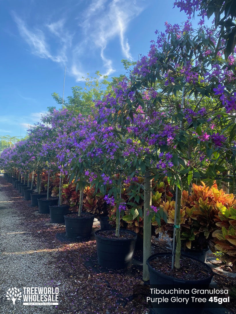 Tibouchina Granulosa - purple glory tree for sale South Florida