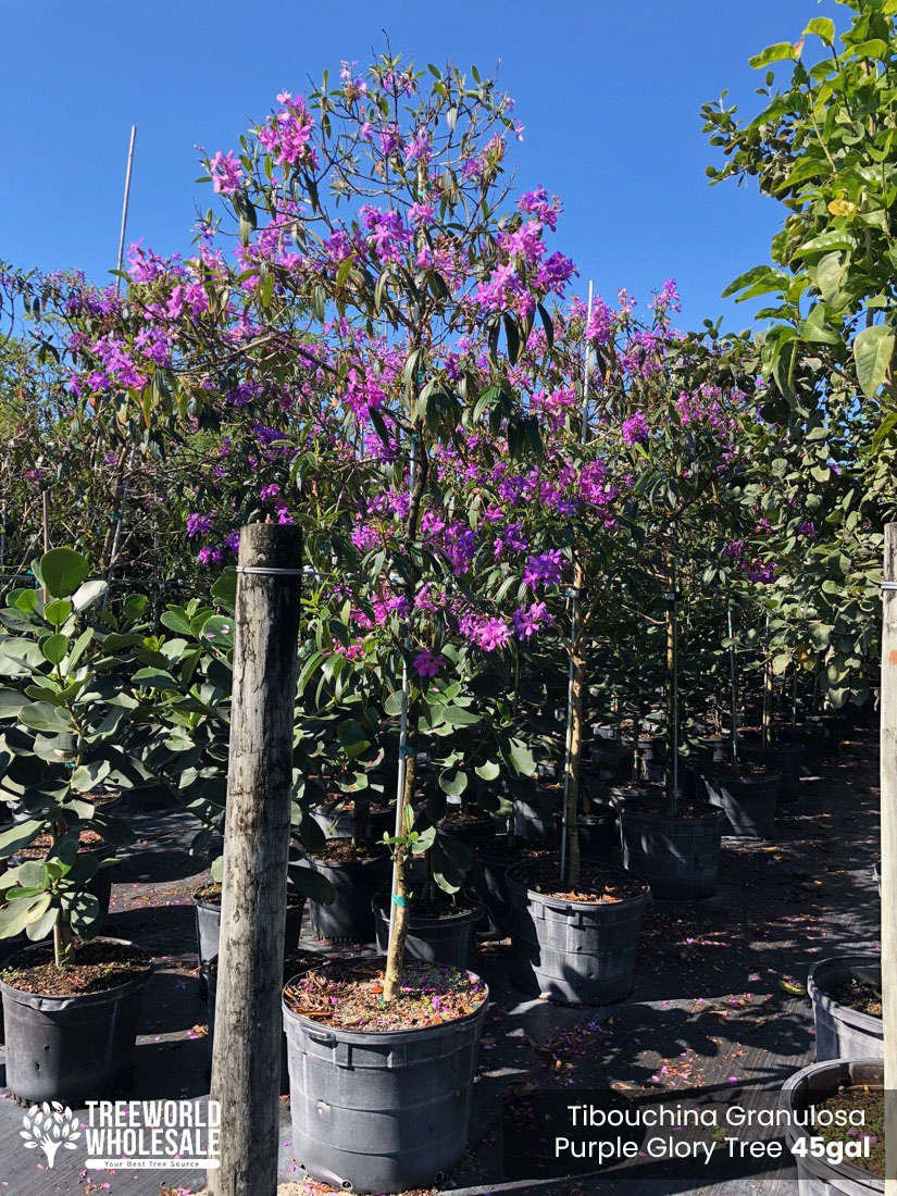 Tibouchina Granulosa - purple glory tree for sale South Florida