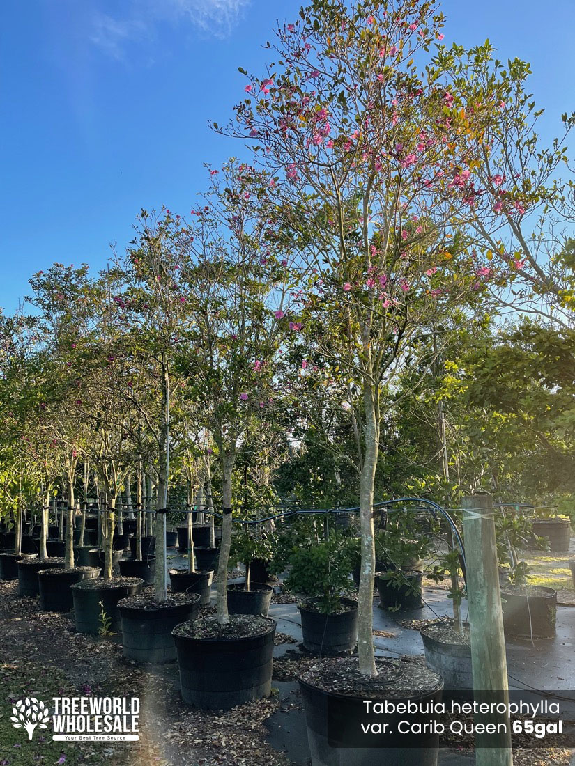 Handroanthus Heterophylla var. “Queen Carib”