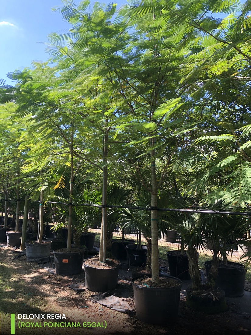 65 gal delonix regia - royal poinciana