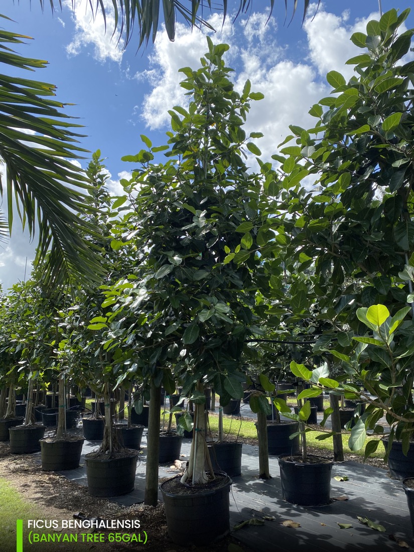 shade trees - 65 gal ficus behghalensis - banyan tree