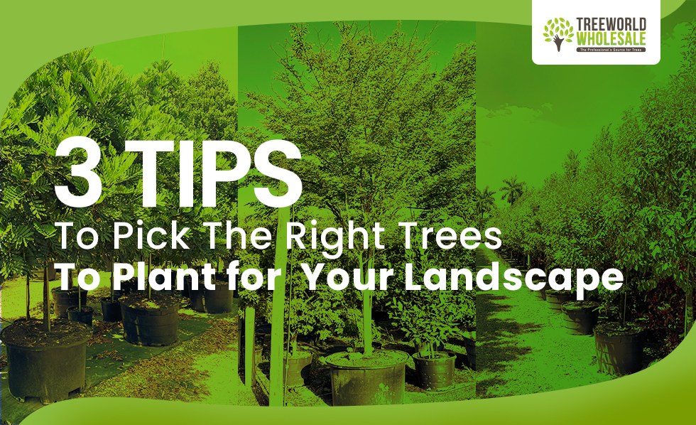 Landscape Design Project Tips