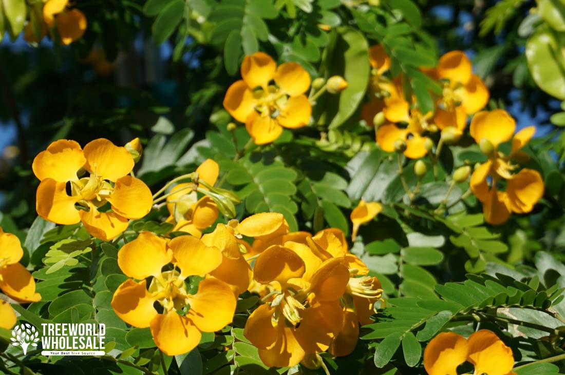 Bulnesia Arborea - Verawood, Maracaibo Lignum-Vitae - Flower