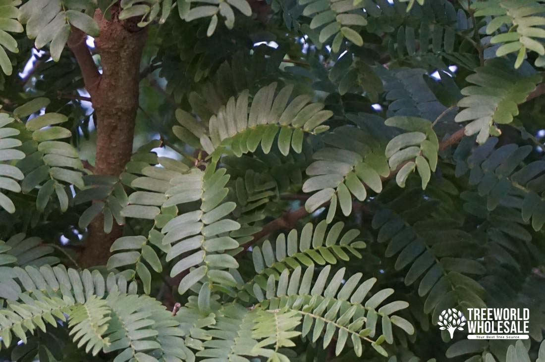 Bulnesia Arborea - Verawood, Maracaibo Lignum-Vitae - Leaf