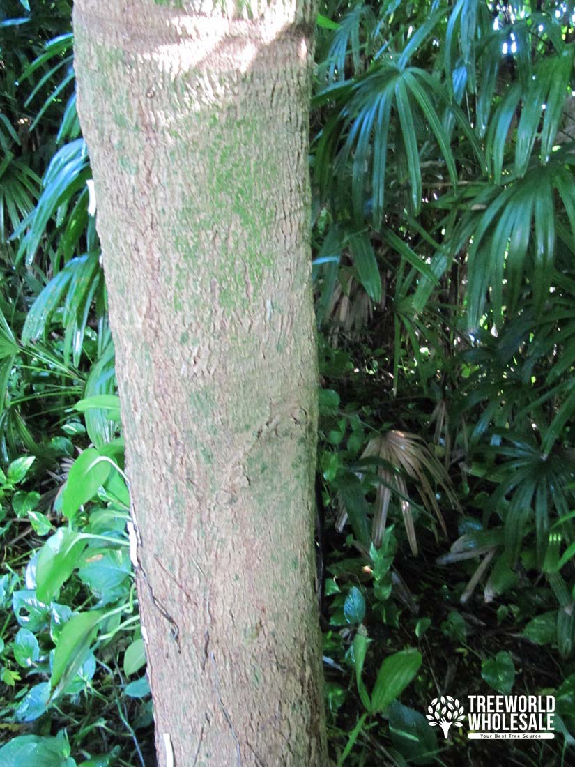 Bulnesia Arborea - Verawood, Maracaibo Lignum-Vitae - Trunk