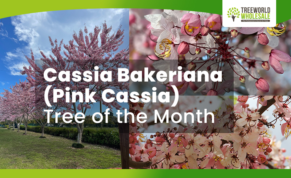Cassia Bakeriana Pink Cassia - Tree of the Month