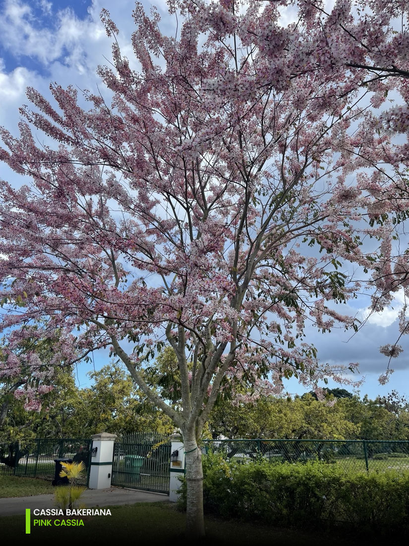 Cassia Bakeriana - Pink Cassia - Specimen