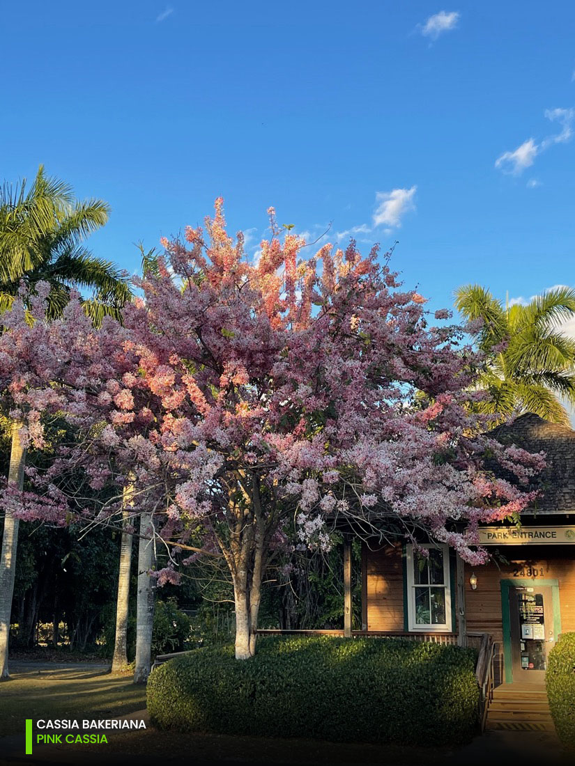 Cassia Bakeriana - Pink Cassia - Specimen - G