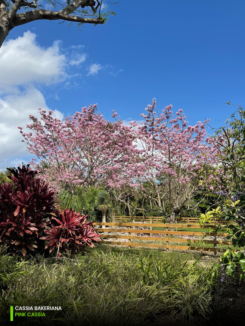 Cassia Bakeriana - Pink Cassia Specimen