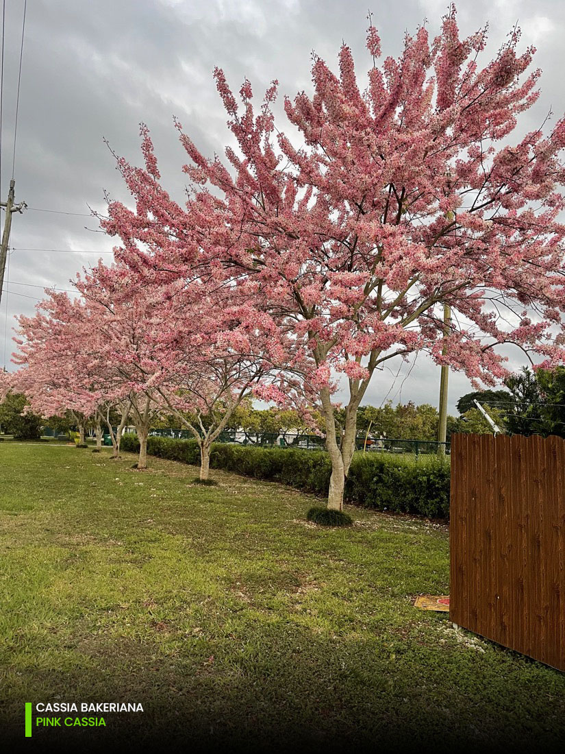 Cassia Bakeriana - Pink Cassia - Specimen1