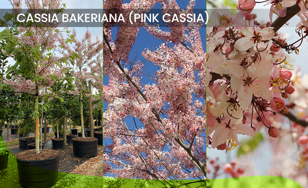 Cassia Bakeriana (Pink Cassia) spring blooming