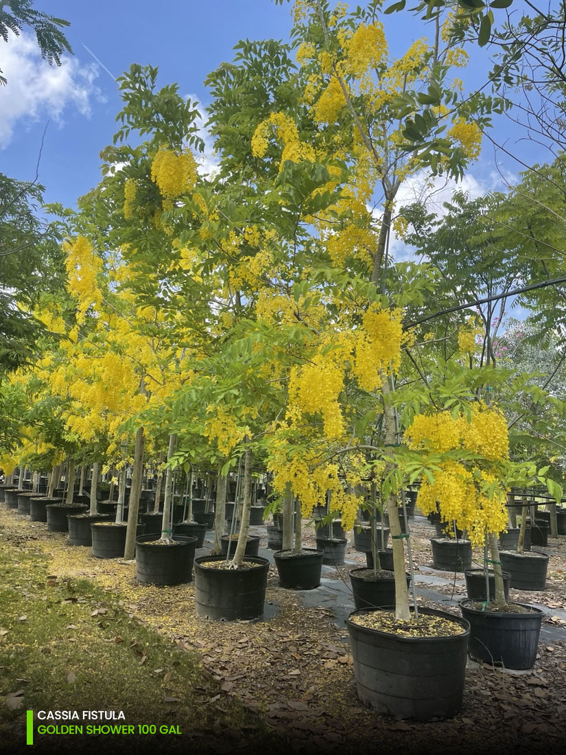 Cassia Fistula - Golden Shower -100 gal