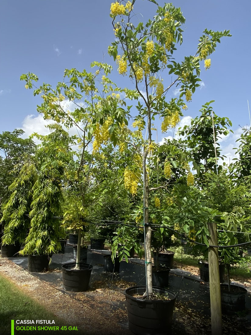 Cassia Fitula - Golden shower - 45 gal