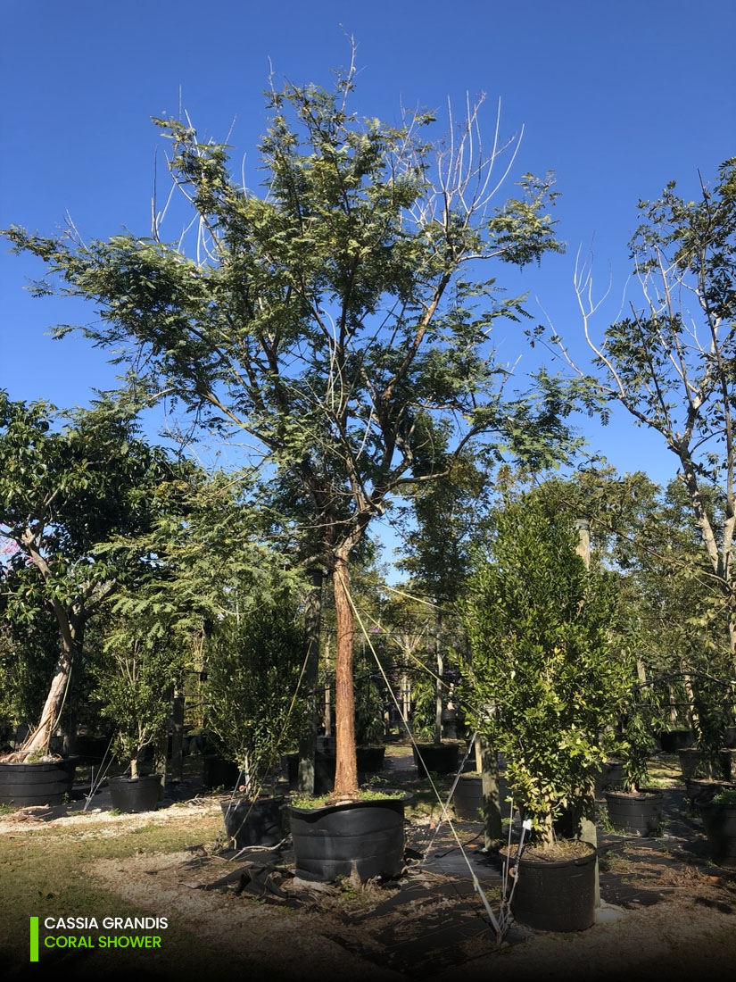 Cassia Grandis - Coral Shower