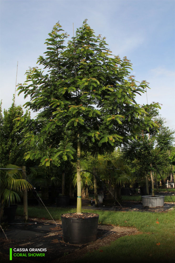 Cassia Grandis - coral shower.