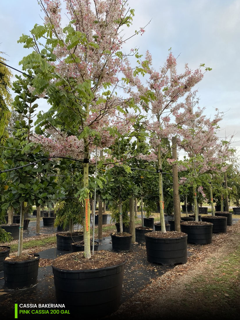 cassia bakeriana - Pink cassia