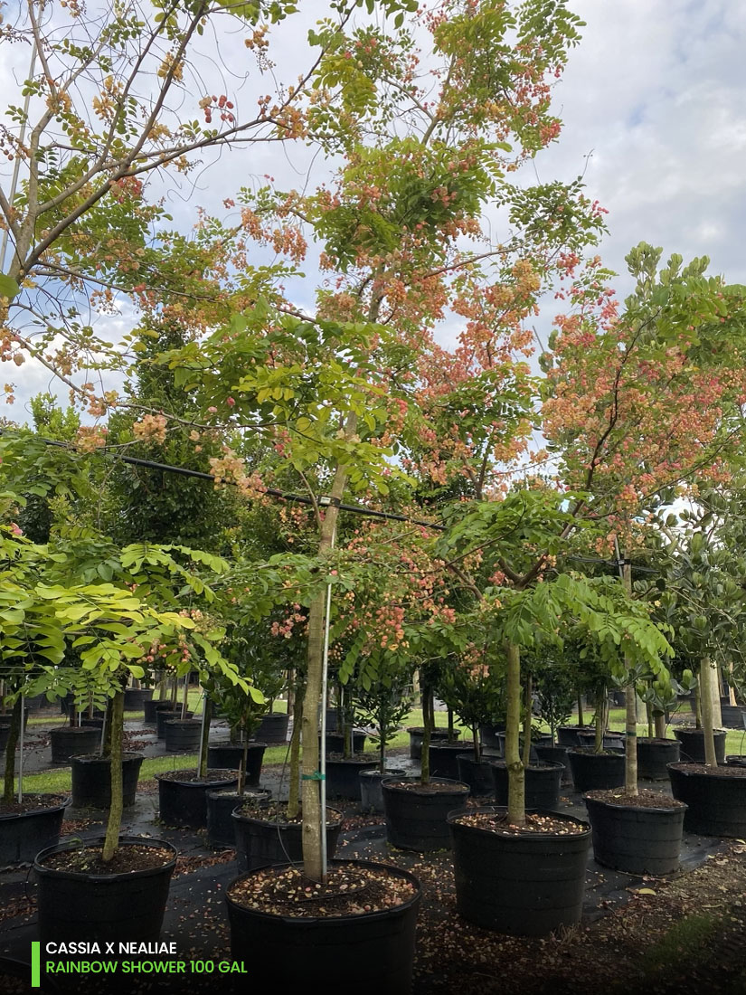 spring blooming Cassia x nealiae - Rainbow Shower - 100 gal