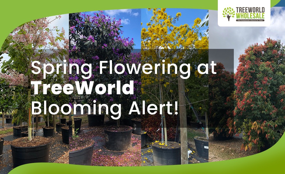 Spring Flowering at treeworld wholesale
