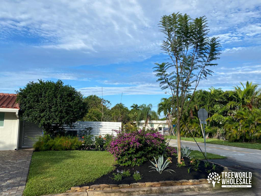 JacarandaMimosifolia flowering lanscape design