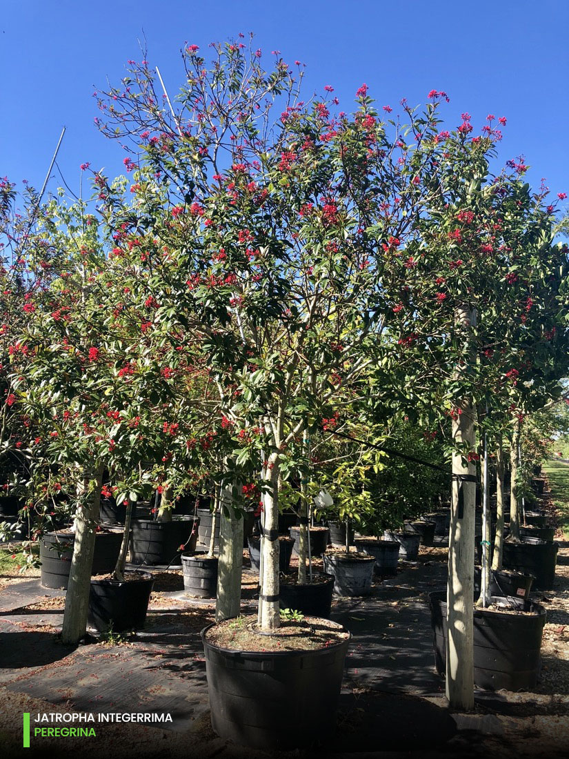 Jatropha Integerrima -Peregrina