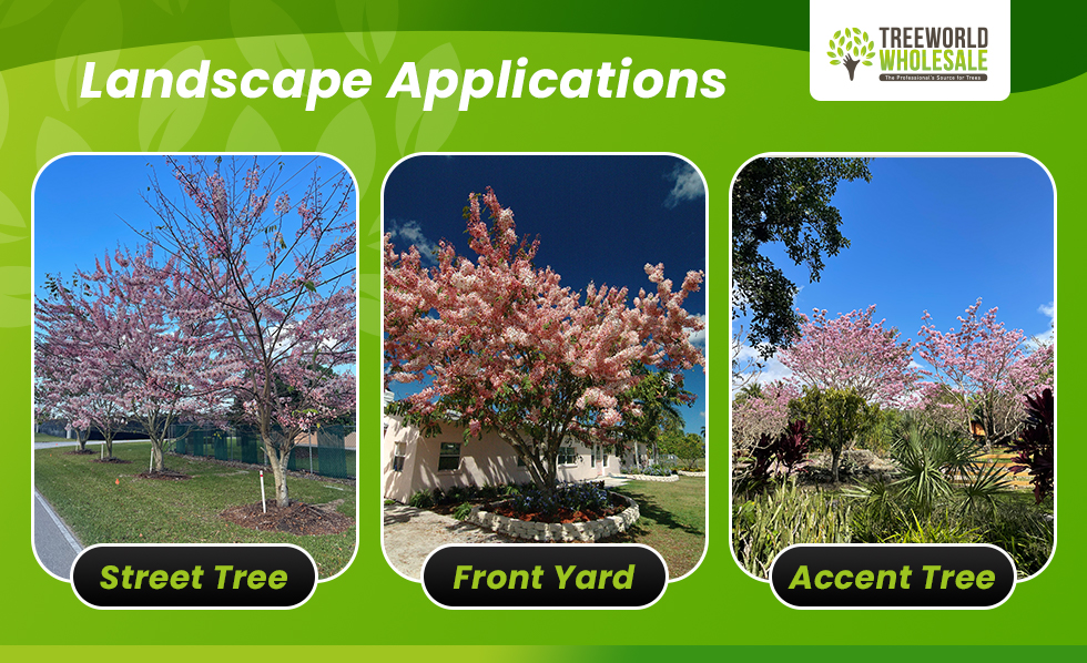Pink Cassia Landscape Applications