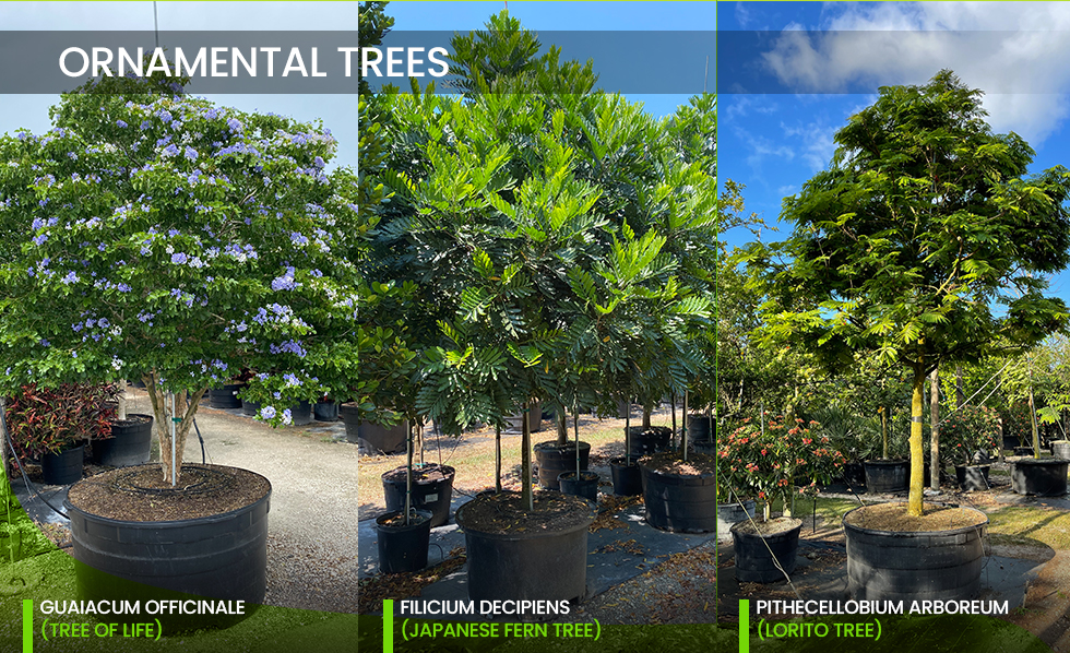 ornamental trees selection treeworld