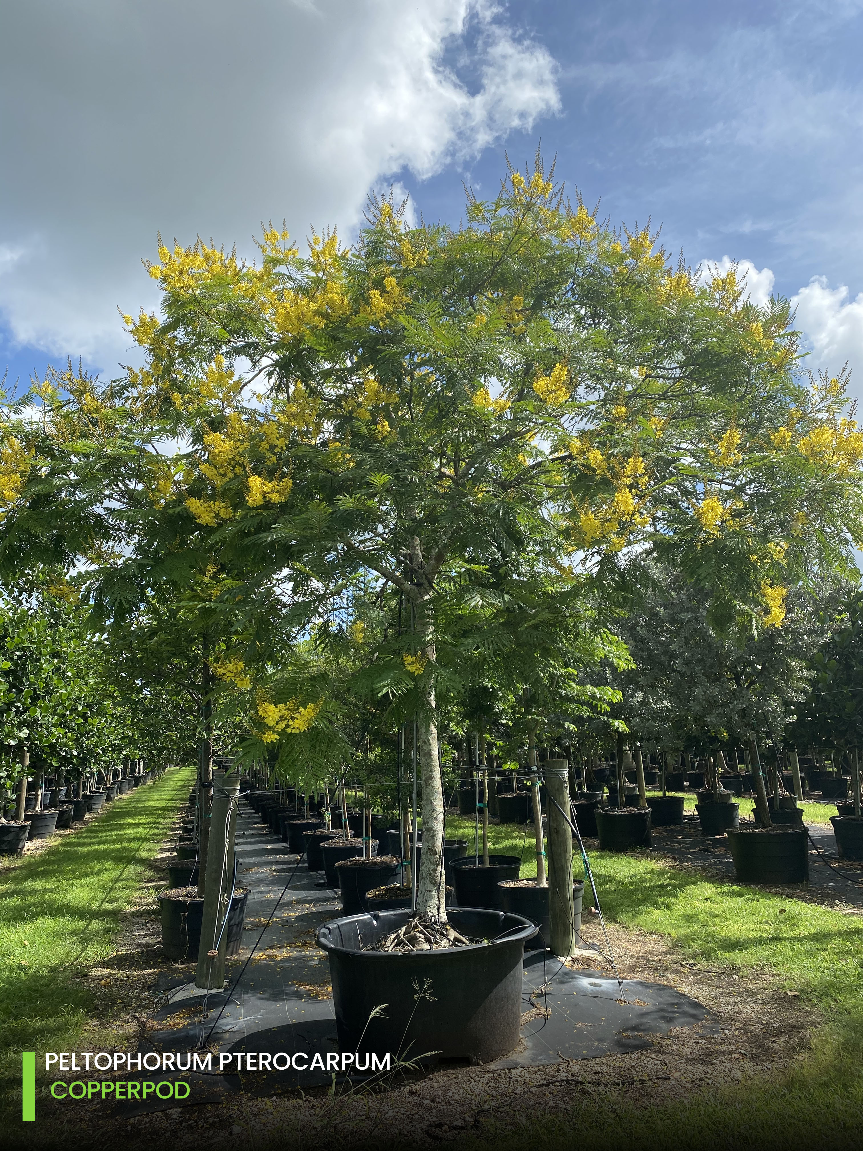 shade trees Peltophorum Pterocarpum-copperpod