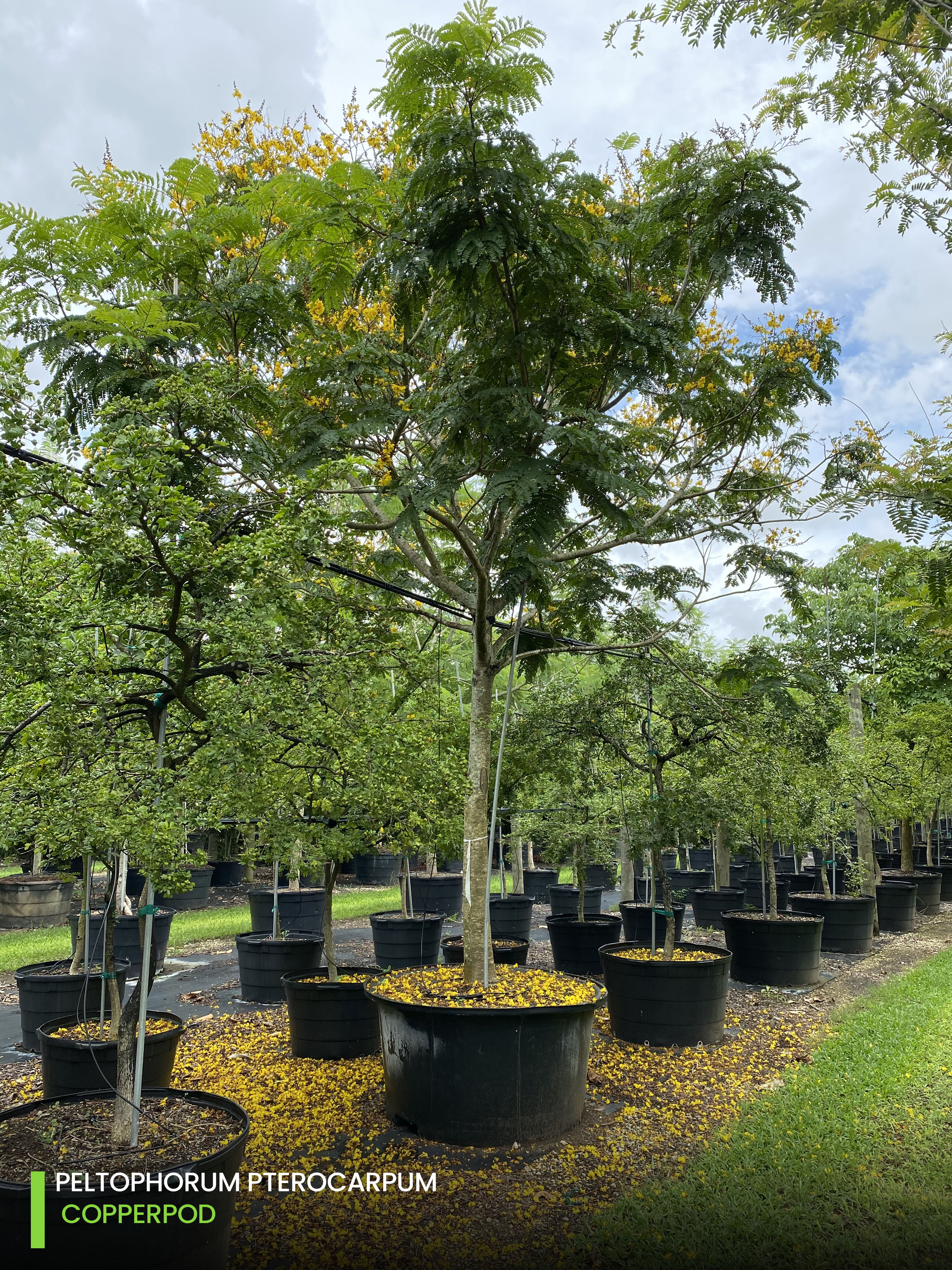 shade trees Peltophorum Pterocarpum-copperpod