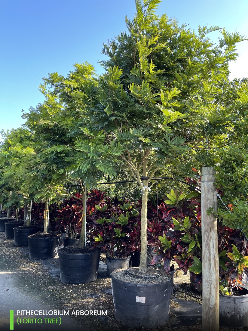 Ornamental trees Pithecellobium Arboreum - lorito tree 2