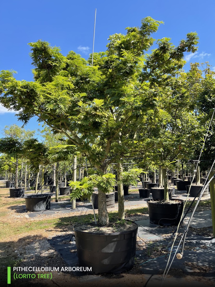 Oranamental trees Pithecellobium Arboreum - lorito tree