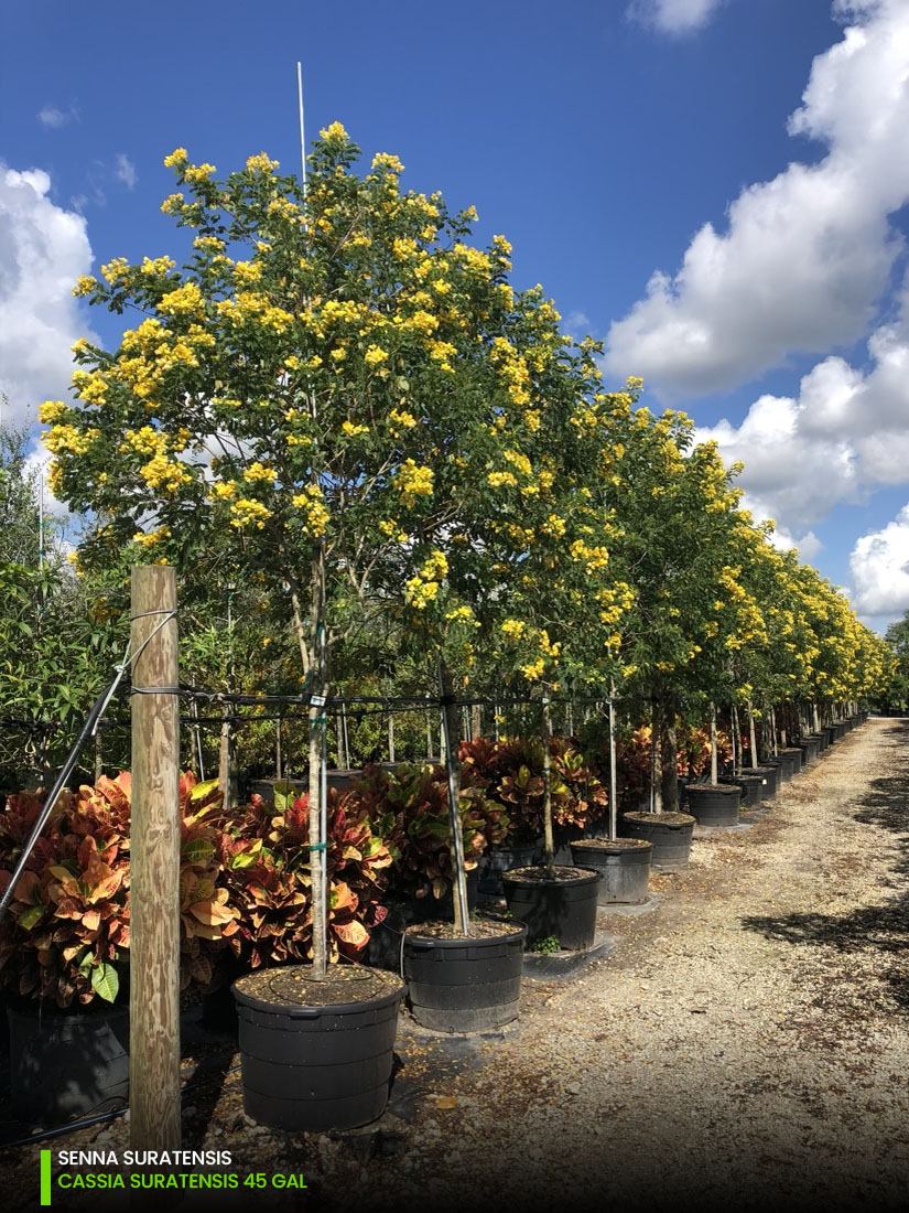 Senna Suratensis - Cassia Suratensis - 45 gal.