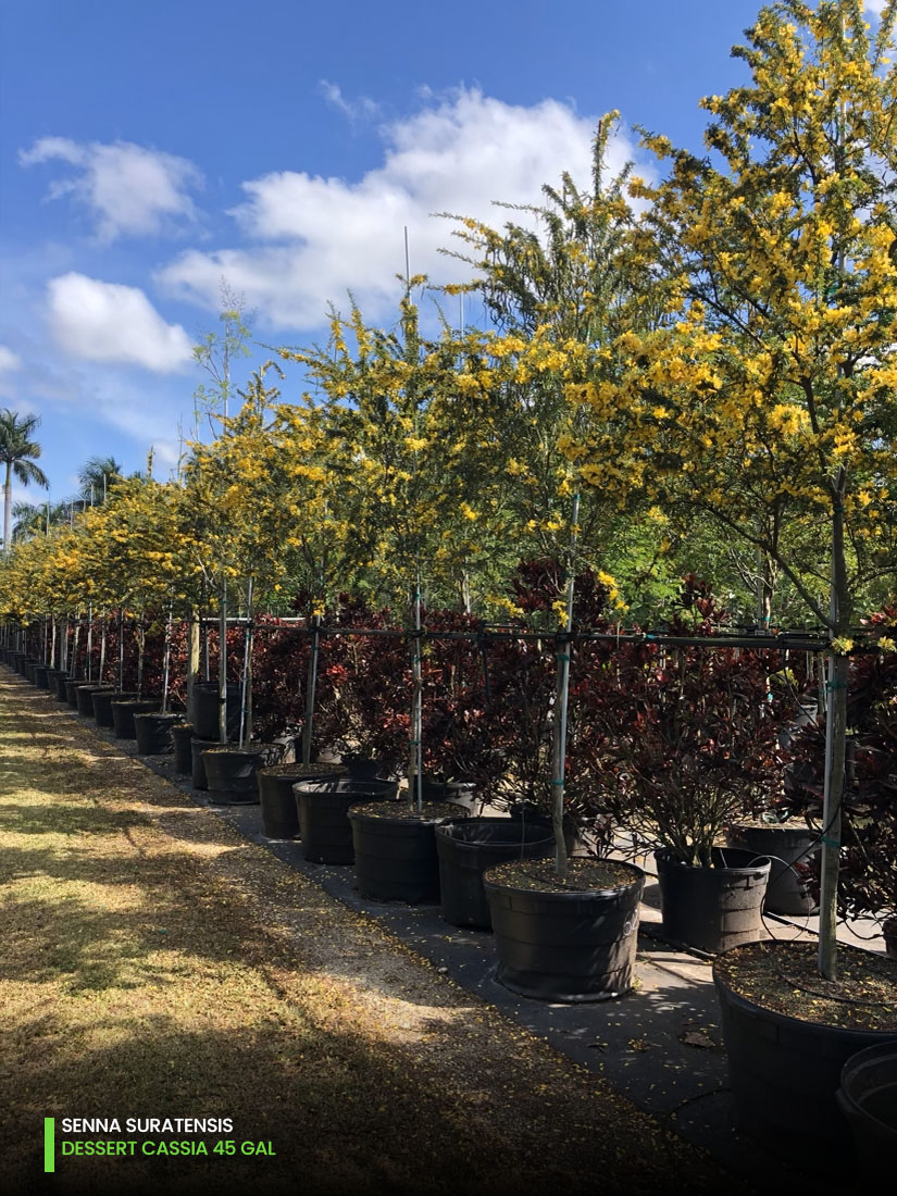 Senna Suratensis - dessert cassia -45 gal