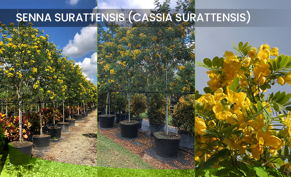 Senna Suratenssis - Cassia Suratensis