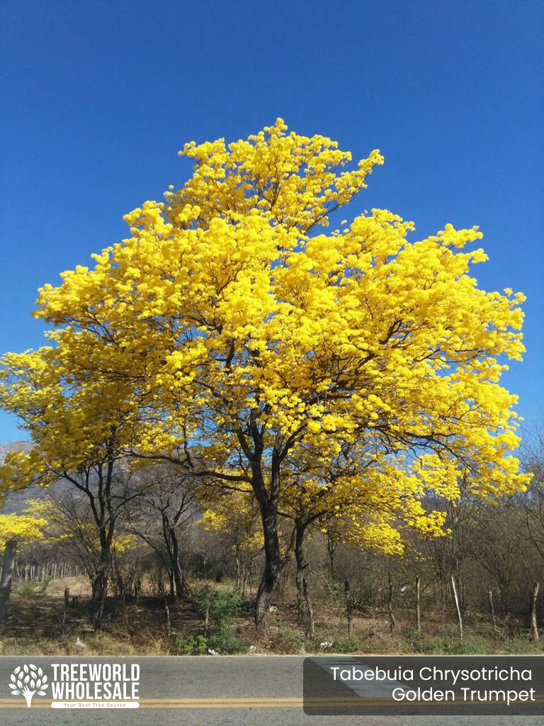 Tabebuia chrysotricha Gold Trumpet Tree 50 SEEDS 