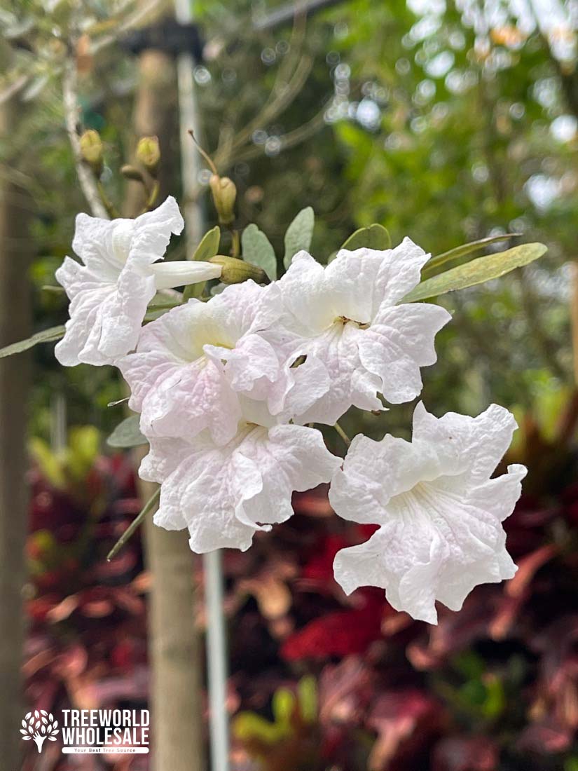 Tabebuia Bahamensis - White Tabebuia, Bahamian Trumpet Tree