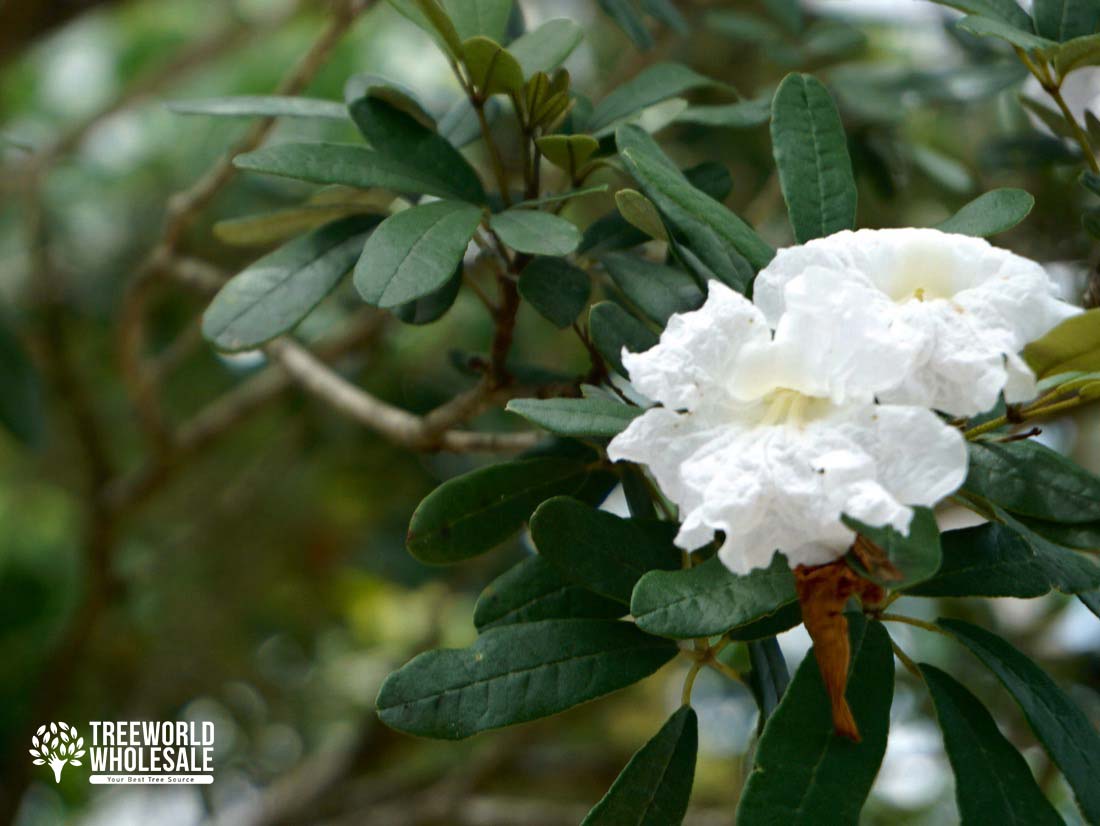 Tabebuia Bahamensis - White Tabebuia, Bahamian Trumpet Tree - Flower - Leaf
