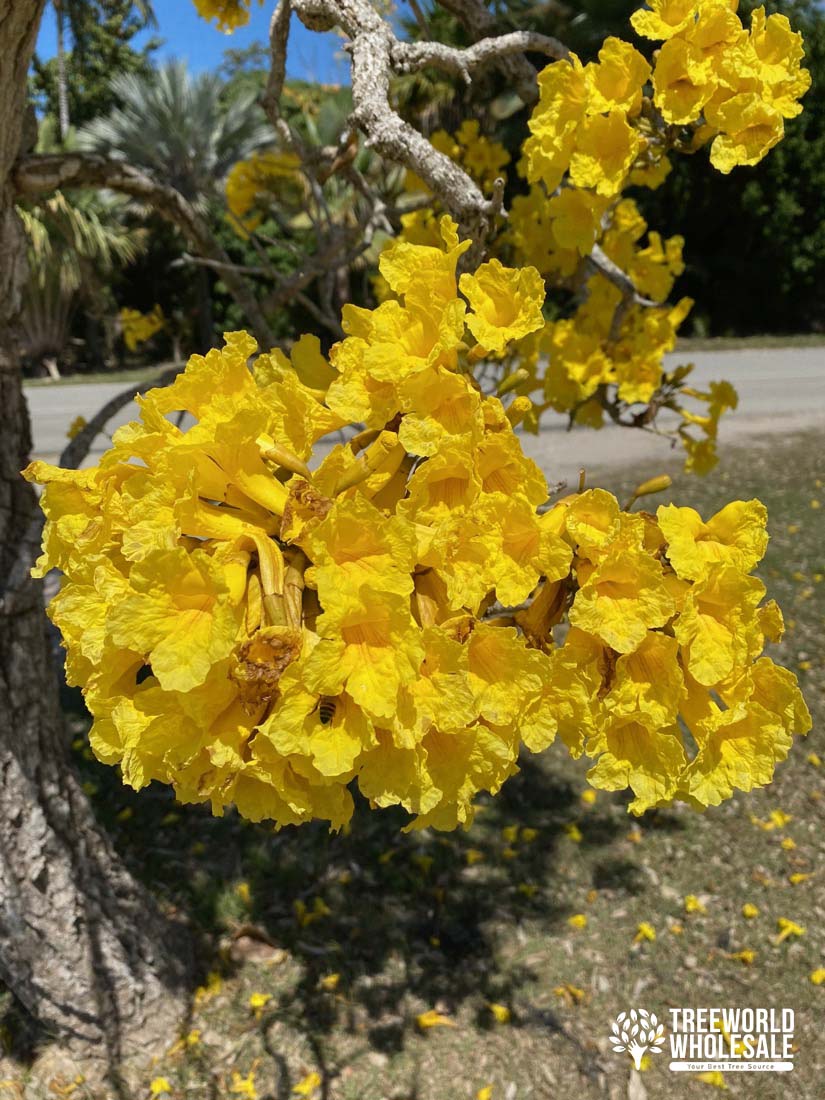 Tabebuia Caraiba - Yellow Trumpet - Flower