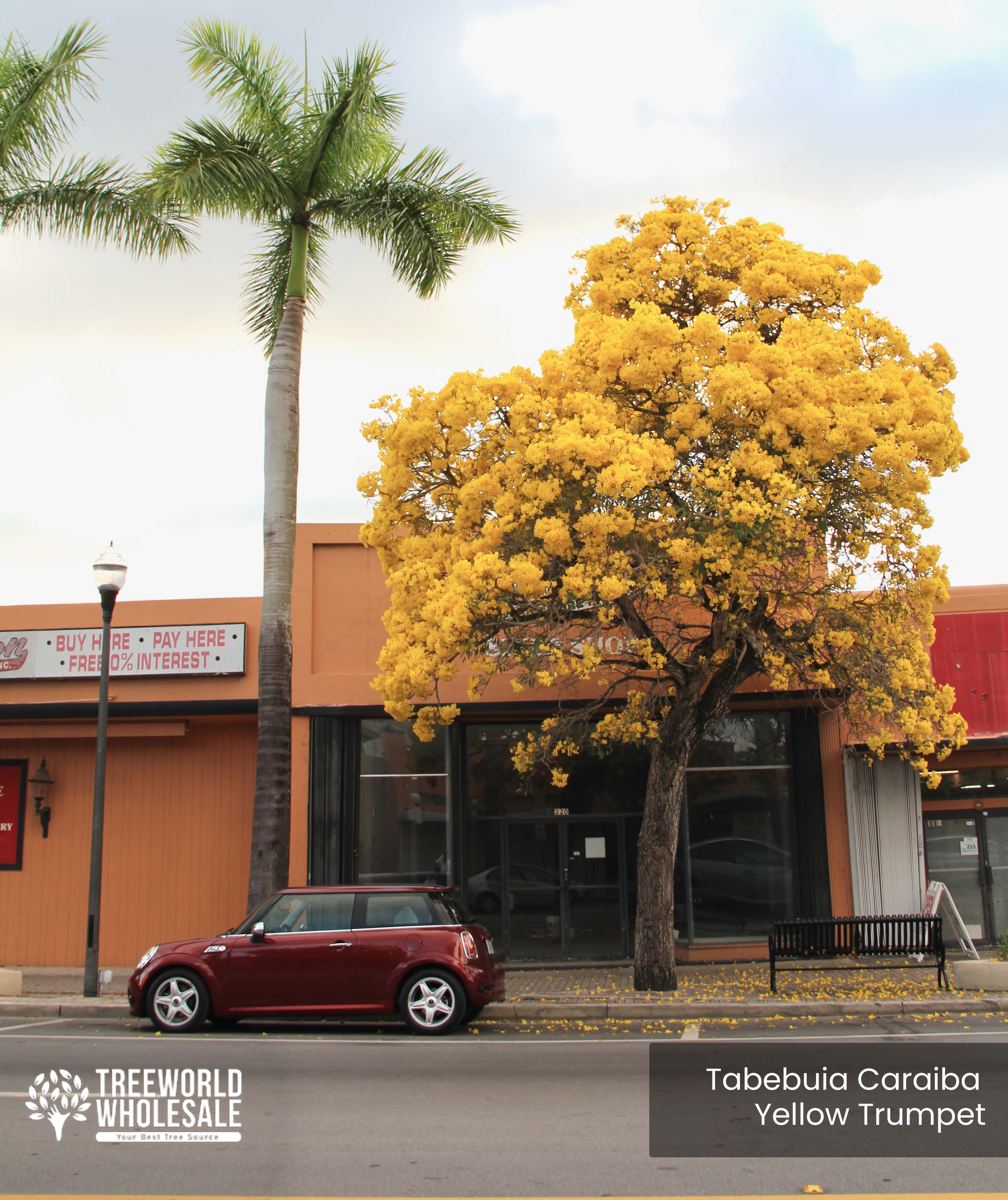 Tabebuia Caraiba (Handroanthus)