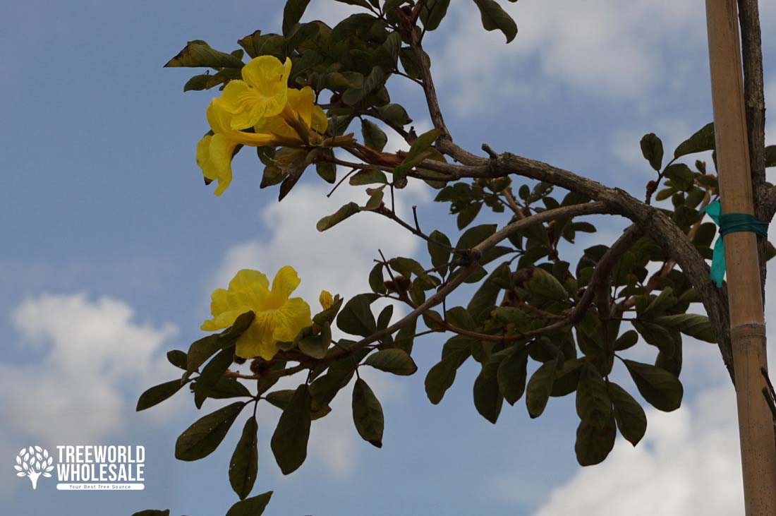 Tabebuia Chrysotricha - Golden Trumpet - Flower - Leaf