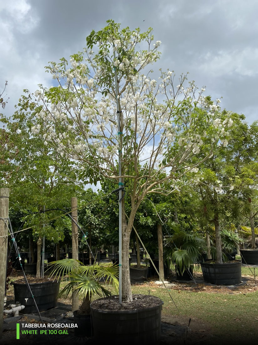 Tabebuia Roseoalba - White Ipe 100 gal