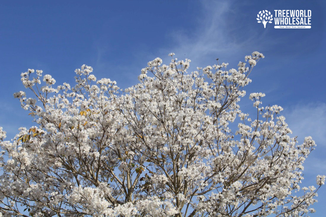 Tabebuia-Roseoalba-White-Ipe-Flower-Canopy
