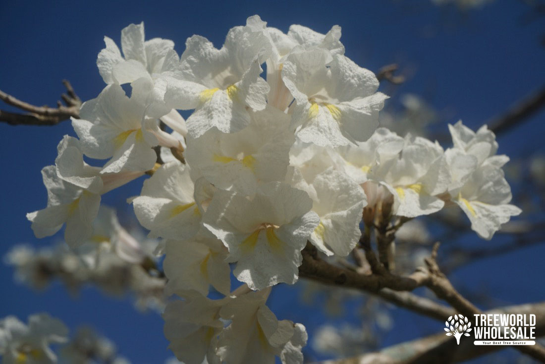 Tabebuia Roseoalba - White Ipe - Flower
