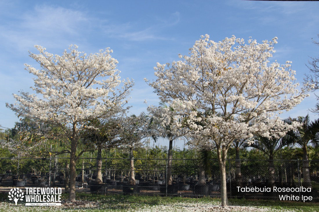 Tabebuia Roseoalba - White Ipe - Specimen