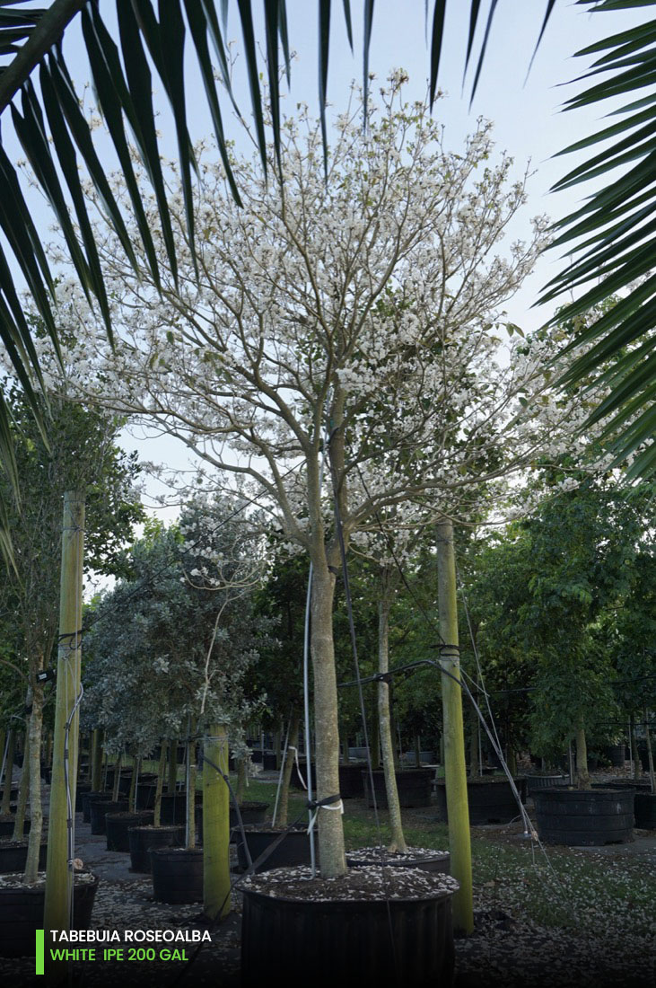 Tabebuia Roseoalba - White Ipe200 gal