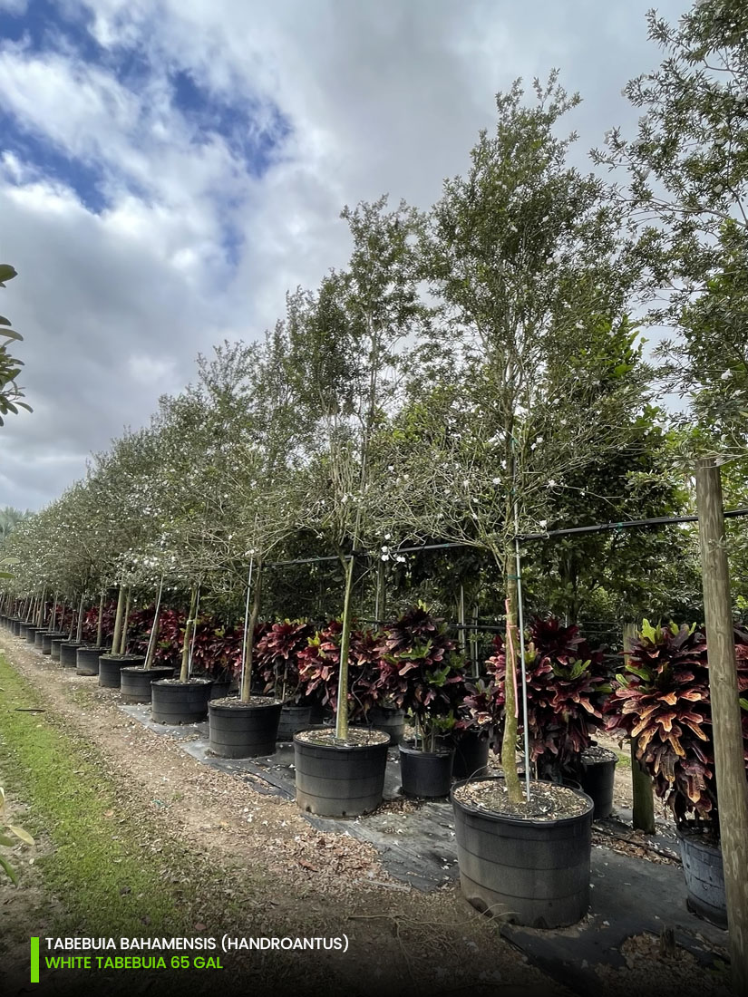 Tabebuia bahamensis - White Tabebuia - 65 gal